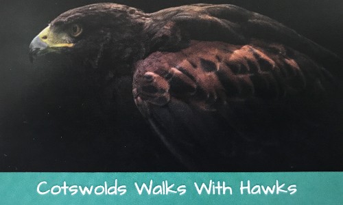 Cotswolds Walks with Hawks.jpg
