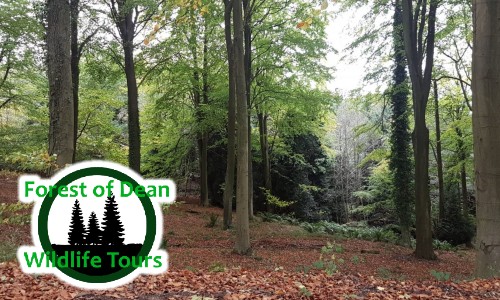 Forest of Dean Wildlife Tours.jpg
